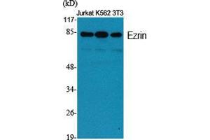 Western Blot (WB) analysis of specific cells using Ezrin Polyclonal Antibody. (Ezrin antibody  (Tyr315))