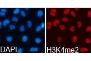 Immunofluorescence analysis of 293T cell using H3K4me2antibody. (Histone 3 antibody  (H3K4me2))