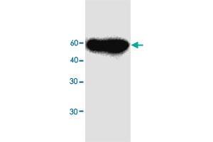 Western blot analysis in MFAP3L recombinant protein with MFAP3L monoclonal antibody, clone 97r98  at 1 : 1000 dilution. (MFAP3L antibody)