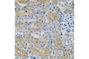 Immunohistochemistry of paraffin-embedded mouse kidney using ANGPTL3 Antibody (ABIN1870975) at dilution of 1:100 (40x lens). (ANGPTL3 antibody)