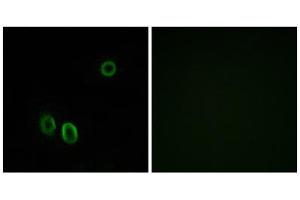 Immunofluorescence analysis of A549 cells, using OR51E1 antibody. (OR51E1 antibody  (C-Term))