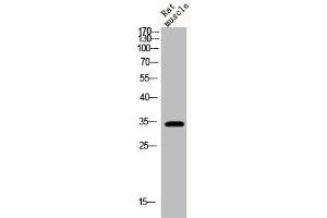 Western Blot analysis of rat-musle cells using Phospho-Cyclin D1 (T286) Polyclonal Antibody (Cyclin D1 antibody  (pThr286))
