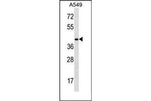 Western blot analysis of HOXD11 Antibody (Center) in A549 cell line lysates (35ug/lane).