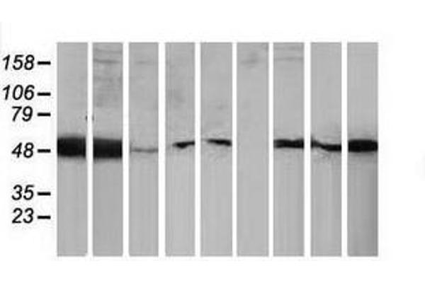 PACSIN3 antibody