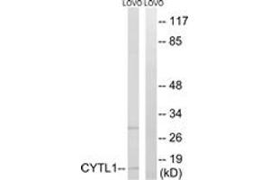 Western blot analysis of extracts from LOVO cells, using CYTL1 Antibody. (CYTL1 antibody  (AA 61-110))