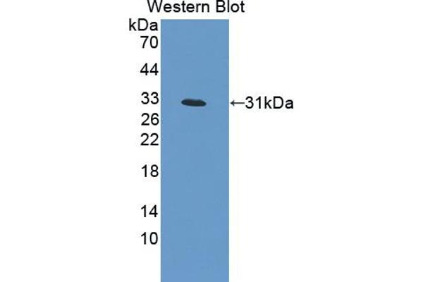 LRRC32 anticorps  (AA 162-405)