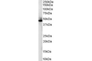 Image no. 1 for anti-Adrenergic, beta-2-, Receptor, Surface (ADRB2) (C-Term) antibody (ABIN374608) (beta 2 Adrenergic Receptor antibody  (C-Term))
