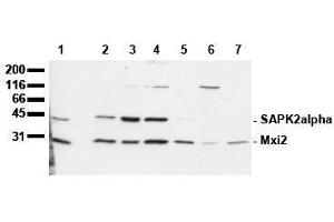Western Blotting (WB) image for anti-Mitogen-Activated Protein Kinase 14 (MAPK14) (N-Term) antibody (ABIN126843)