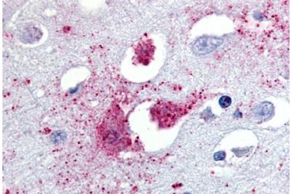 TAAR1 antibody  (N-Term)