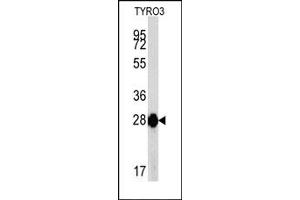 Western Blotting (WB) image for anti-TYRO3 Protein Tyrosine Kinase (TYRO3) antibody (ABIN356409) (TYRO3 antibody)
