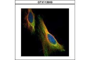 Image no. 3 for anti-Nucleolar Protein 3 (Apoptosis Repressor with CARD Domain) (NOL3) (AA 1-197) antibody (ABIN1501899) (NOL3 antibody  (AA 1-197))