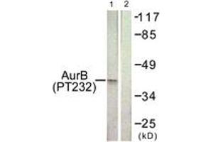 Western blot analysis of extracts from COS7 cells treated with Nocodazole 1ug/ml 16h, using AurB (Phospho-Thr232) Antibody. (Aurora Kinase B antibody  (pThr232))
