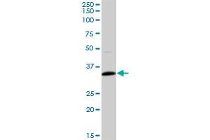 TNNT1 MaxPab polyclonal antibody. (TNNT1 antibody  (AA 1-251))