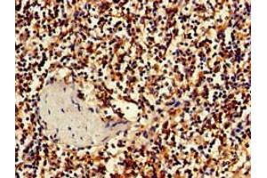 Immunohistochemistry of paraffin-embedded human spleen tissue using ABIN7155629 at dilution of 1:100 (BBX antibody  (AA 62-292))