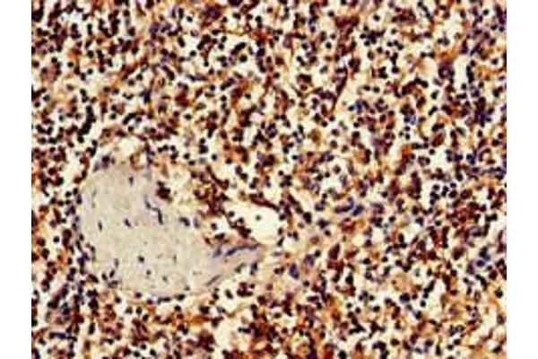 BBX antibody  (AA 62-292)