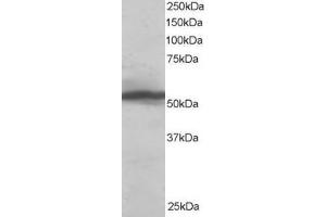 Western Blotting (WB) image for anti-Karyopherin alpha 2 (RAG Cohort 1, Importin alpha 1) (KPNA2) (C-Term) antibody (ABIN2465883) (KPNA2 antibody  (C-Term))