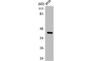 Western Blot analysis of HT29 cells using ABHD7 Polyclonal Antibody (EPHX4 antibody  (Internal Region))