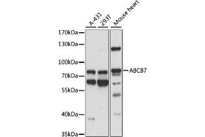 Western blot analysis of extracts of various cell lines, using  antibody (ABIN7265735) at 1:1000 dilution.