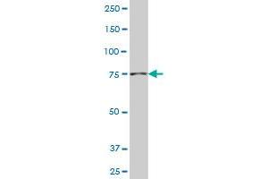 NADSYN1 monoclonal antibody (M01), clone 4G9 Western Blot analysis of NADSYN1 expression in Hela S3 NE . (NADSYN1 antibody  (AA 609-706))