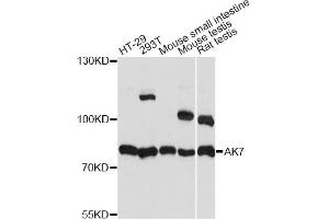 Western blot analysis of extracts of various cell lines, using AK7 antibody. (Adenylate Kinase 7 antibody)