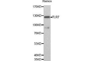 Western blot analysis of Ramos cell lysate using TLR7 antibody. (TLR7 antibody  (AA 30-230))