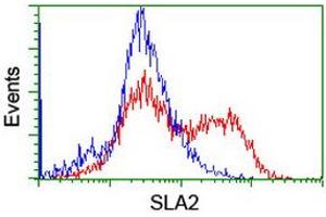 Image no. 2 for anti-Src-like-adaptor 2 (SLA2) antibody (ABIN1500947) (SLAP2 antibody)