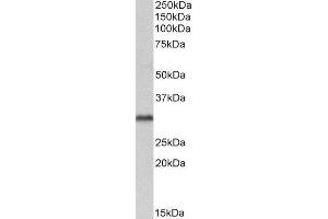 ABIN2560714 (1µg/ml) staining of Human Brain (Cerebellum) lysate (35µg protein in RIPA buffer).