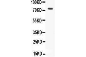 Western Blotting (WB) image for anti-Receptor (TNFRSF)-Interacting serine-threonine Kinase 1 (RIPK1) (AA 411-425), (Middle Region) antibody (ABIN3042930)