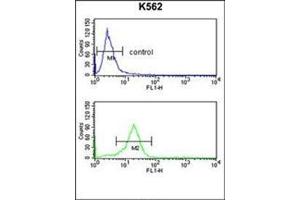 Flow cytometry analysis of K562 cells using OPRM1 Antibody (Center) Cat. (Mu Opioid Receptor 1 antibody  (Middle Region))