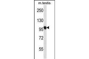 Western blot analysis in mouse testis tissue lysates (35ug/lane). (USP20 antibody  (C-Term))