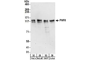 anti-PHD Finger Protein 8 (PHF8) (AA 925-975) antibody