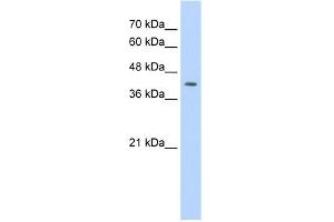WB Suggested Anti-IRF1 Antibody Titration:  0. (IRF1 antibody  (N-Term))