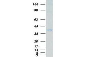 Validation with Western Blot