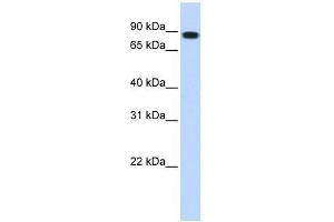 Western Blot showing STAT5B antibody used at a concentration of 1. (STAT5B antibody  (N-Term))