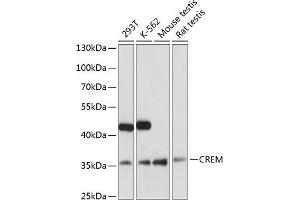 Western blot analysis of extracts of various cell lines, using CREM antibody (ABIN6133609, ABIN6139026, ABIN6139027 and ABIN6221259) at 1:3000 dilution. (CREM antibody  (AA 1-100))