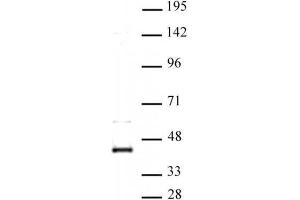 CDK9 antibody (pAb) tested by Western blot. (CDK9 antibody  (N-Term))