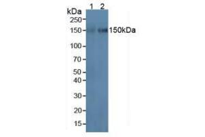 Figure. (ICAM-3/CD50 antibody  (AA 259-491))