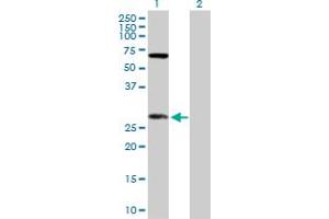 Western Blot analysis of DIABLO expression in transfected 293T cell line by DIABLO MaxPab polyclonal antibody. (DIABLO antibody  (AA 1-239))