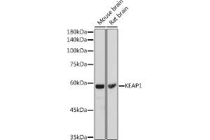 Western blot analysis of extracts of various cell lines, using KE antibody (ABIN6131318, ABIN6142822, ABIN6142825 and ABIN6215129) at 1:1000 dilution. (KEAP1 antibody  (AA 1-100))