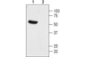 Western blot analysis of mouse heart membranes: - 1. (KCNK13 antibody  (1st Extracellular Loop))