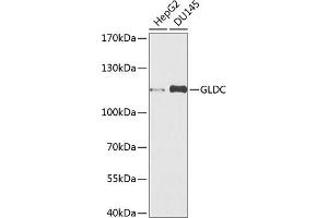 Western blot analysis of extracts of various cell lines, using GLDC antibody (ABIN6132011, ABIN6141119, ABIN6141120 and ABIN6225260) at 1:1000 dilution. (GLDC antibody  (AA 36-290))