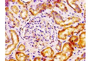 IHC image of ABIN7175204 diluted at 1:100 and staining in paraffin-embedded human kidney tissue performed on a Leica BondTM system. (VTCN1 antibody  (AA 26-258))