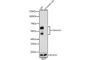 Western blot analysis of extracts from wild type (WT) and Vimentin knockout (KO) 293T cells, using Vimentin antibody (ABIN7271326) at 1:1000 dilution. (Vimentin antibody)