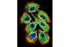 Confocal immunofluorescent analysis of EphB2 Antibody (C-term) (ABIN391920 and ABIN2841730) with  cell followed by Alexa Fluor 488-conjugated goat anti-rabbit lgG (green). (EPH Receptor B2 antibody  (C-Term))