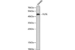 Western blot analysis of extracts of SW480 cells, using FUT6 antibody (ABIN1679922, ABIN3018213, ABIN3018215 and ABIN6220402) at 1:1000 dilution. (FUT6 antibody  (AA 170-359))