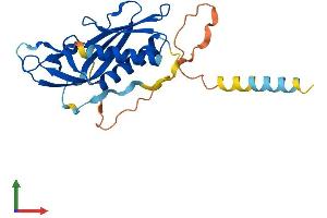 AlphaFold protein structure predicition of Human Recombinant RTP3 Protein, UniprotID Q9BQQ7
