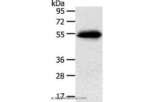 Western blot analysis of 823 cell, using SLC7A5 Polyclonal Antibody at dilution of 1:250 (SLC7A5 antibody)