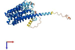 Solute Carrier Family 16 (Monocarboxylic Acid Transporters), Member 5 (SLC16A5) (AA 1-468) protein (His tag)