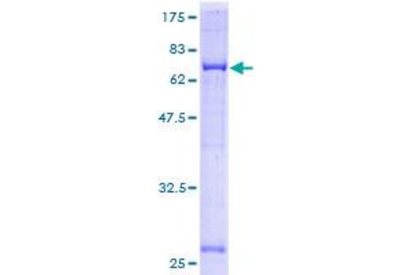 GNAI3 Protein (AA 1-354) (GST tag)