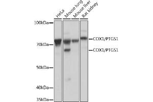 Western blot analysis of extracts of various cell lines, using COX1/PTGS1 Rabbit mAb (ABIN7269575) at 1:1000 dilution. (PTGS1 antibody)